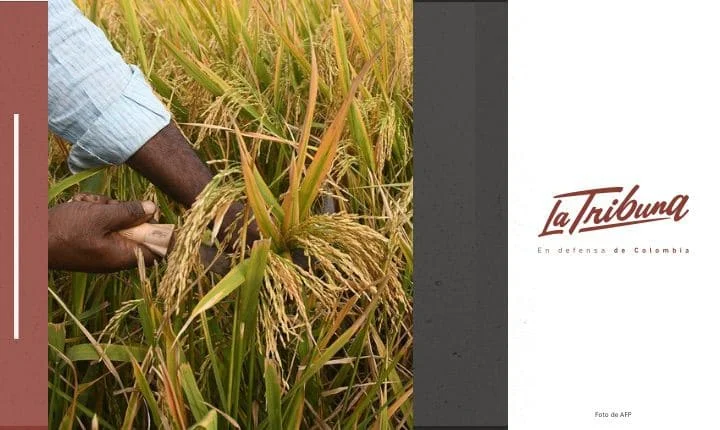 Campesino cosechando arroz en Colombia, reflejando la crisis del arroz en el país. Imagen de AFP para La Tribuna.