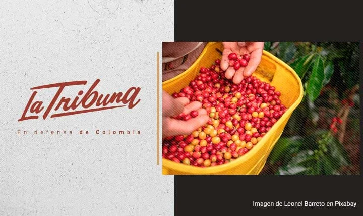 Manos sosteniendo cerezas de café recién recolectadas en un balde amarillo