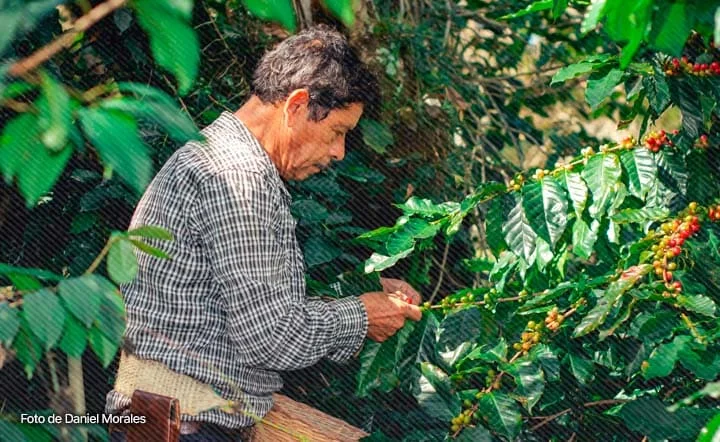 Caficultor revisando ramas de café durante la cosecha en Colombia