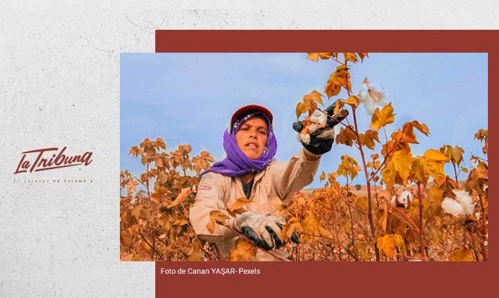 Mujer recolectando algodón en un campo agrícola bajo el sol