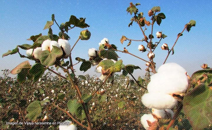 Plantas de algodón listas para cosecha en un cultivo colombiano