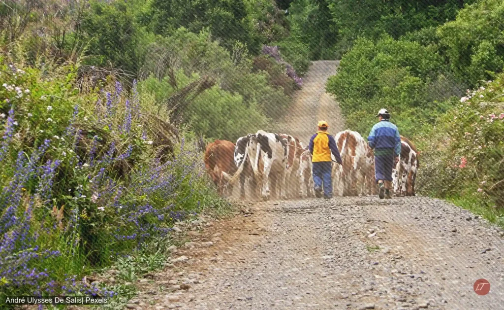 Productores agropecuarios caminan con ganado por vía rural