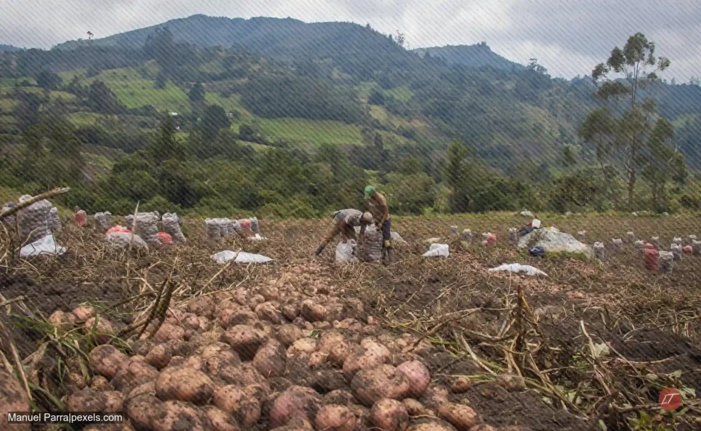Trabajadores recogen papa en cultivo de montaña