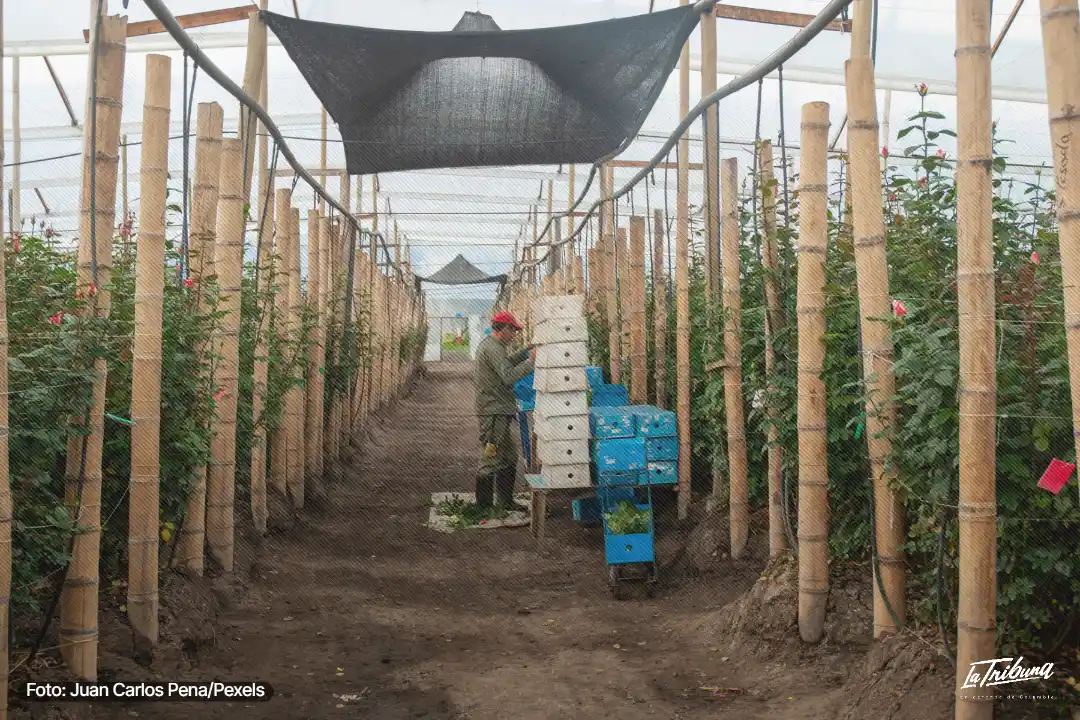 Trabajador junto a cajas entre cultivos de flores en un invernadero de Gachancipá