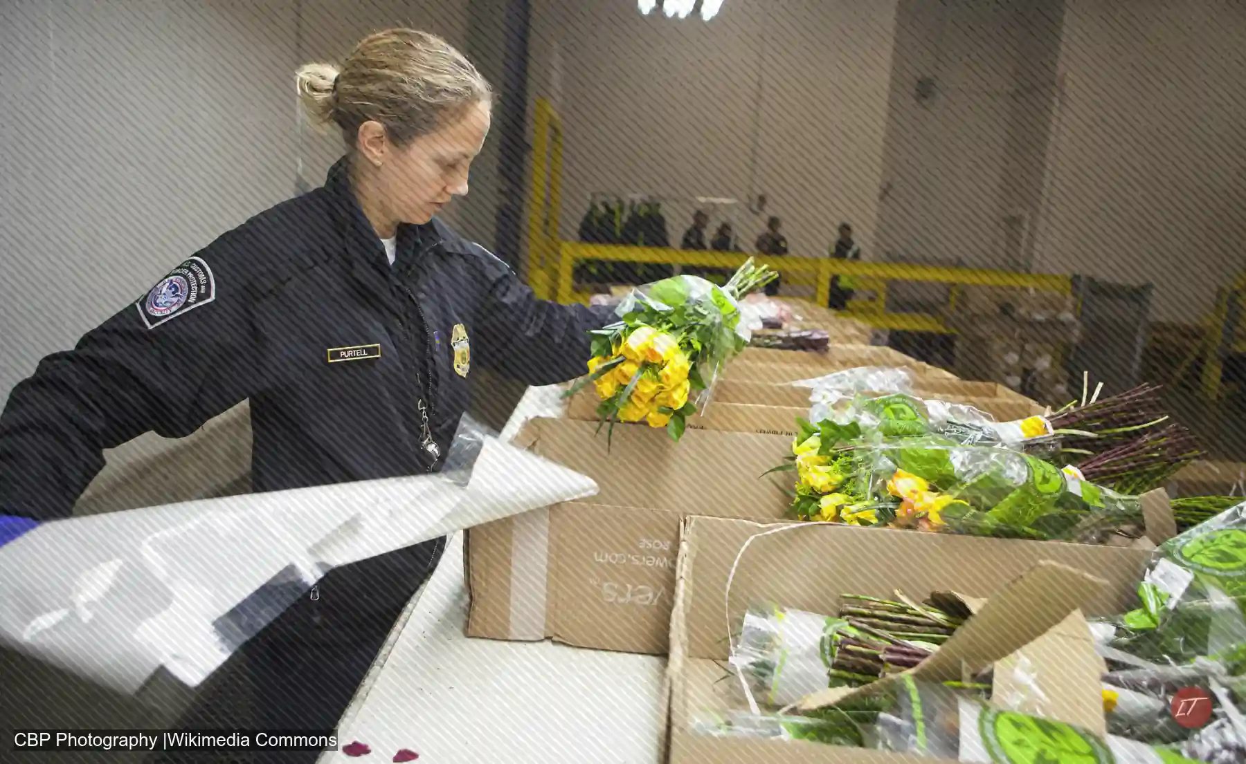 Especialista agrícola de la Oficina de Aduanas y Protección Fronteriza de Estados Unidos revisa ramos de flores amarillas tomados de cajas importadas en una terminal de carga de Miami.