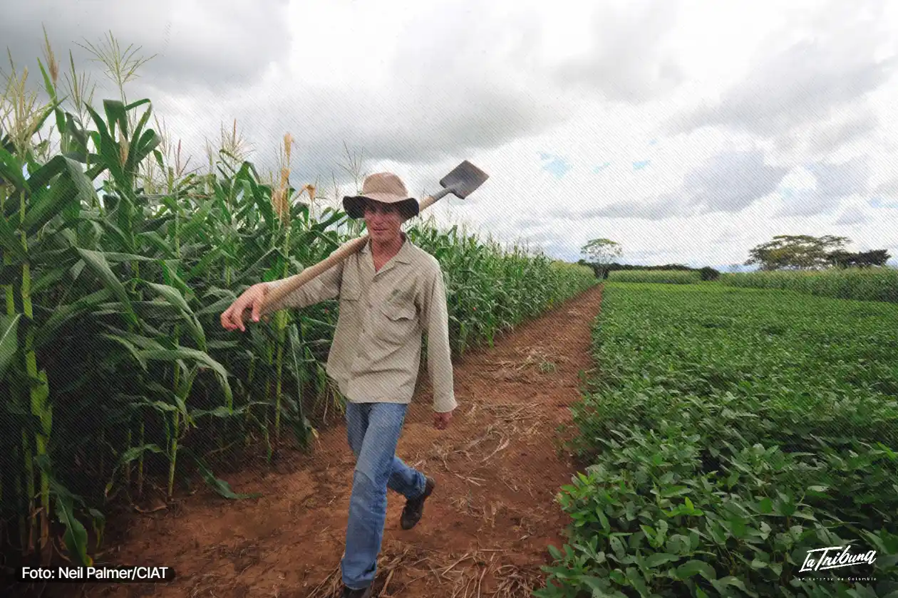 Cultivador con sombrero camina con una pala entre maíz y soya cerca de Villavicencio